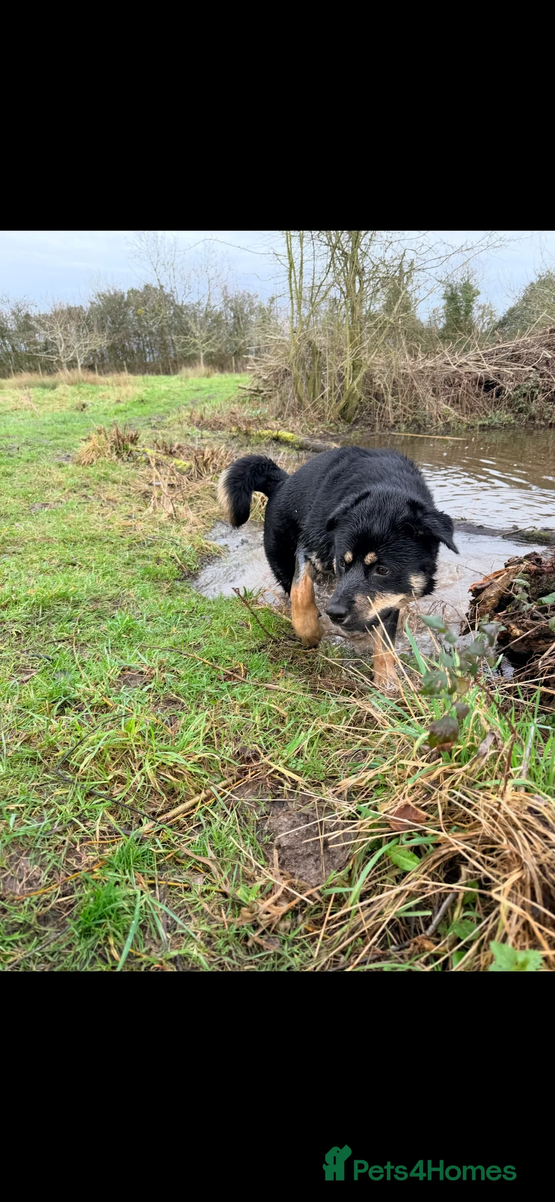 Mixed Breed dogs for sale: Remaining Male Puppy needs rehoming!  - Advert 9