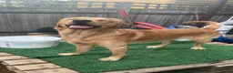 Labrador Retriever dogs for sale: 1 Year Old Yellow Lab Boy  in Harrow - Advert 5