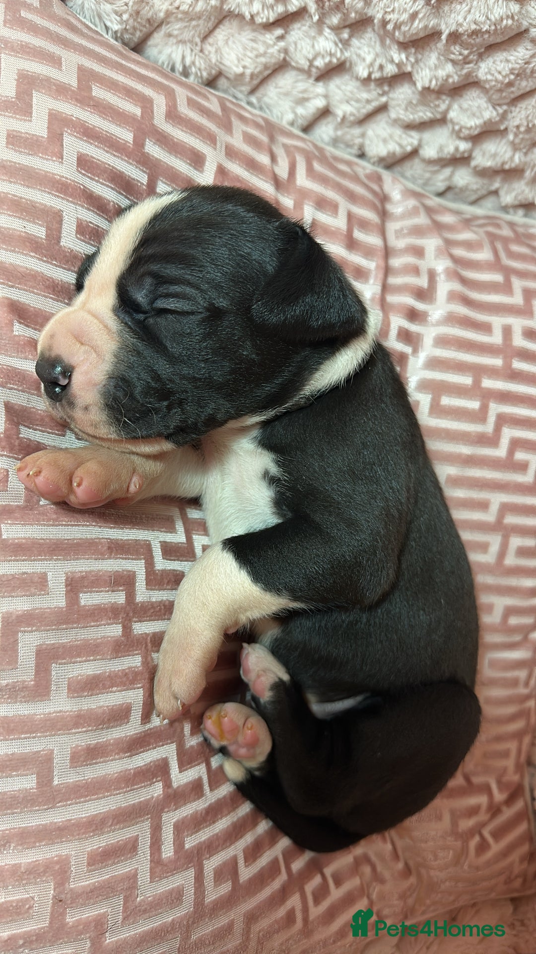 Great Dane dogs for sale: Stunning Great Dane Mantle Puppies - Image 5