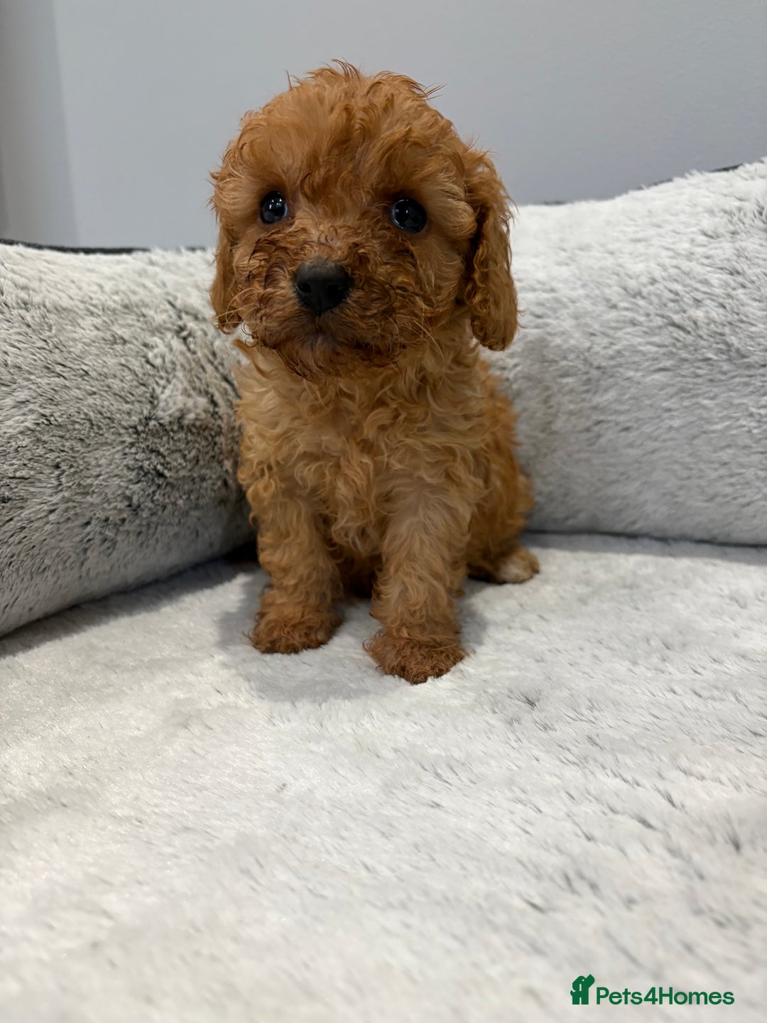 Cavapoo dogs for sale: 🐾STUNNING CAVAPOOS F1 🐾 - Advert 12