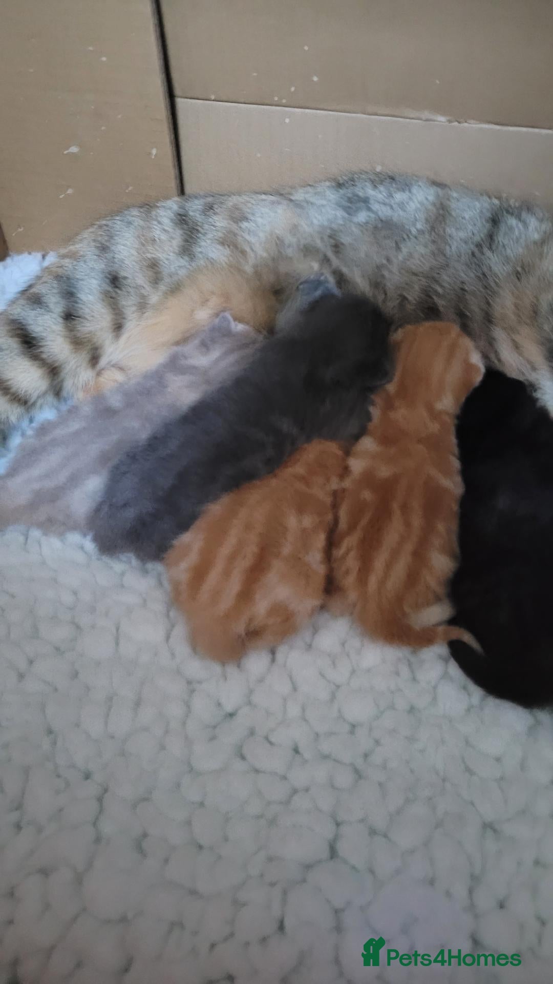British Shorthair cats for sale: 5 beautiful bsh kittens  - Advert 1