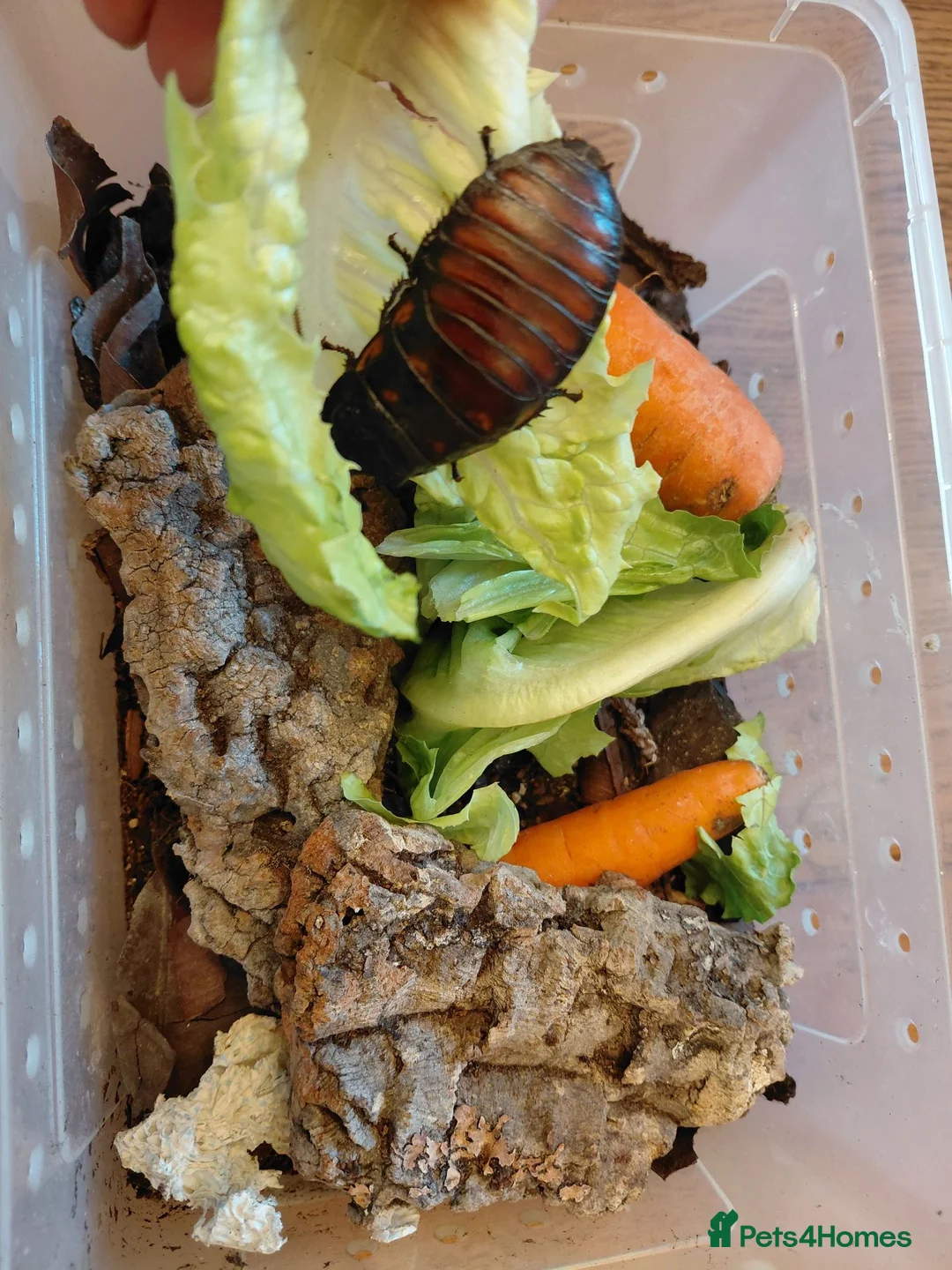 Cockroaches invertebrates for sale: Hissing cockroach colony - Advert 2