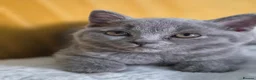 British Shorthair cats for sale: Exceptional pedigree British shorthair kittens  😻 - Advert 4