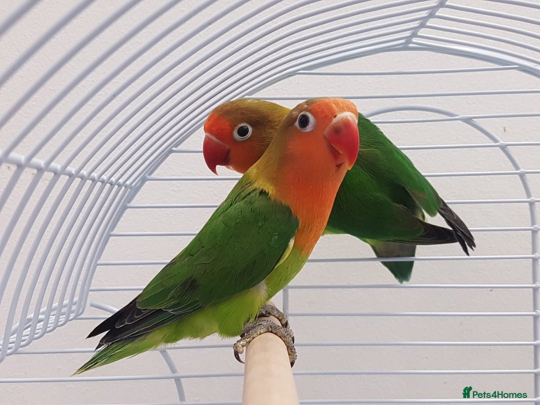 Lovebirds birds for sale: Lovebird pair with cage starter food and toys - Image 2