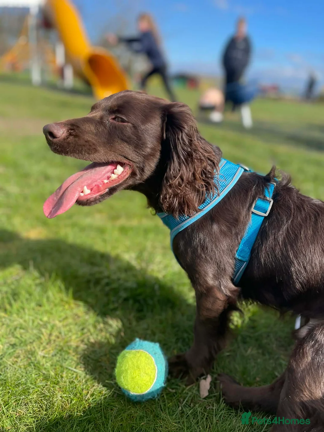 Cocker Spaniel dogs for sale: Jasper (cocker spaniel)  in Ferryhill - Advert 9