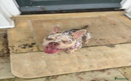 Mixed Breed dogs for sale: Coco - Merle Frenchie x Pocket Bully  - Image 3