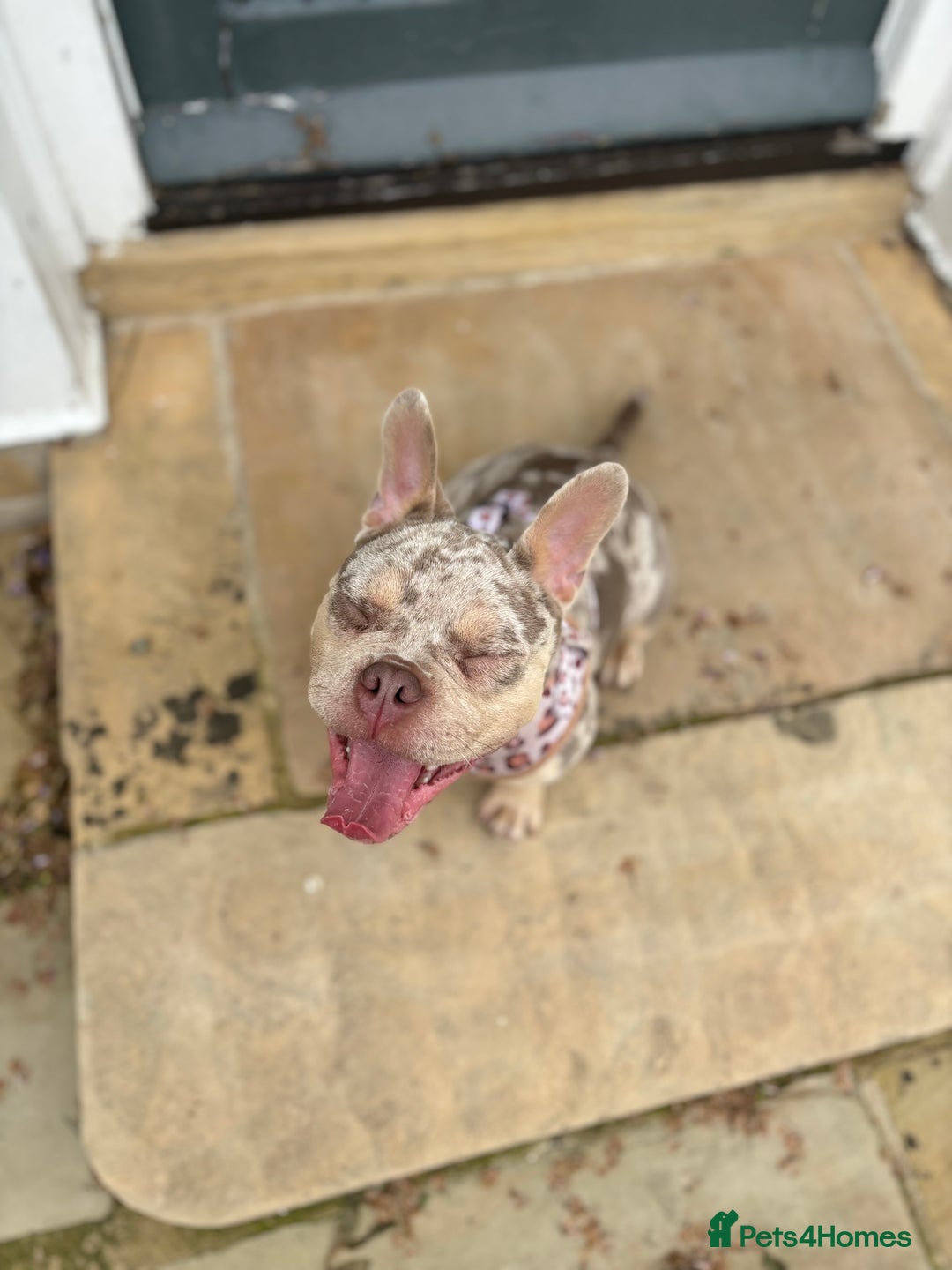 Mixed Breed dogs for sale: Coco - Merle Frenchie x Pocket Bully  - Image 3