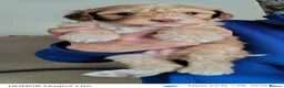 Mixed Breed dogs for sale: Rare double coat sprockerpoos - Advert 10