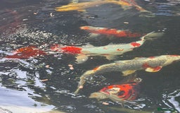 Koi Carp fish for sale: Complete Koi carp set up for sale - Image 20