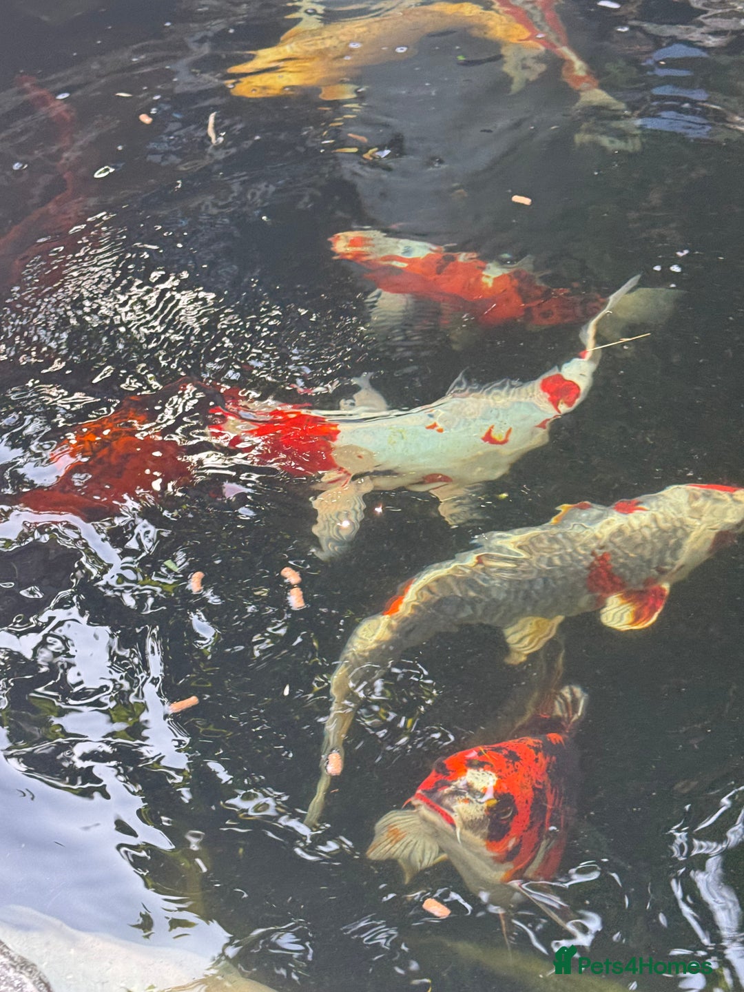 Koi Carp fish for sale: Complete Koi carp set up for sale - Image 20