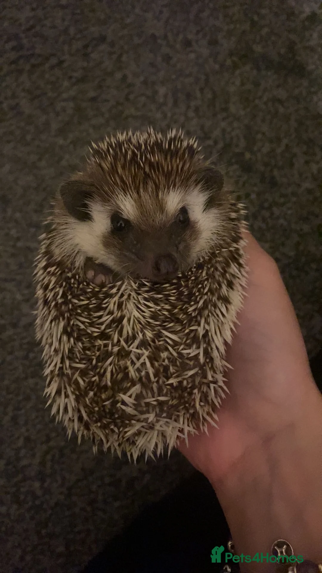 Pygmy Hedgehog rodents for sale: 🦔 Kovu the Hedgehog – Loving Home Wanted 🤎 in Blackburn - Advert 3