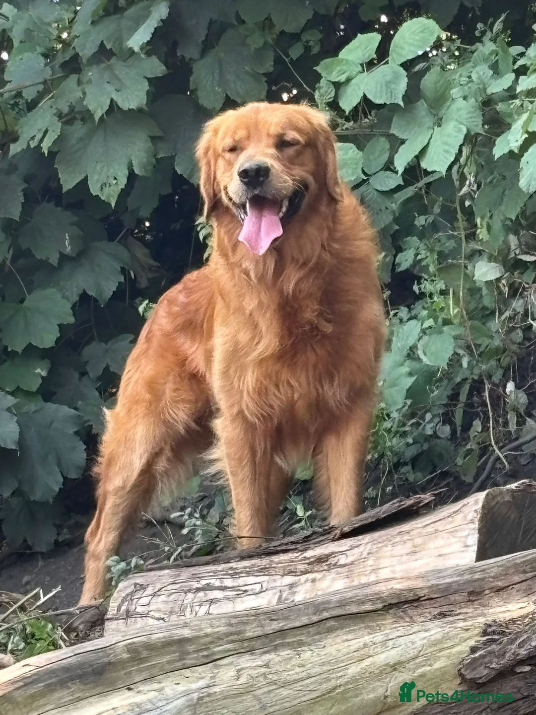 Golden Retriever dogs for sale: Trained, KC Reg, Fox Red, Golden Retriever - Advert 1