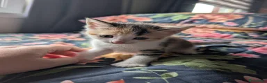 Kitten 6