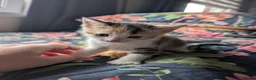 Mixed Breed cats for sale: Gorgeous Kittens Looking for Their Forever Homes in West Calder - Advert 9