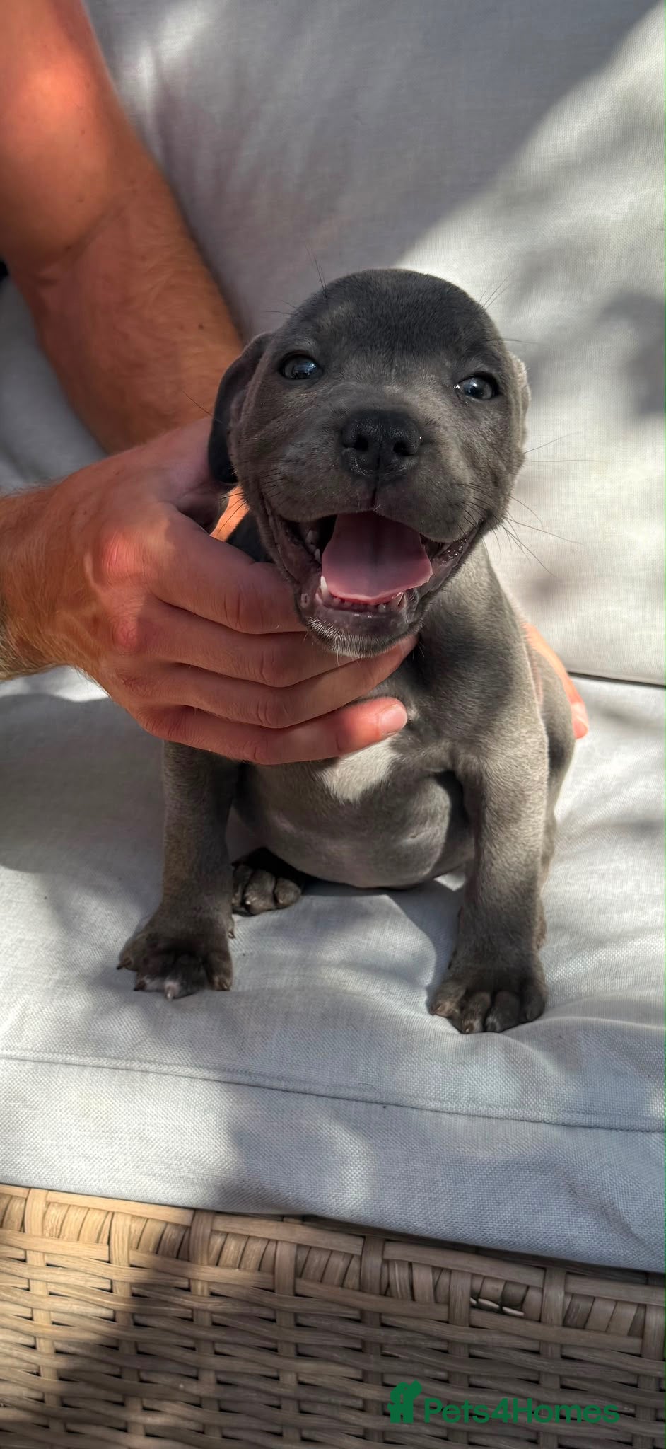 Staffordshire Bull Terrier dogs Four stunning blue Staffordshire bull terriers - Advert 2