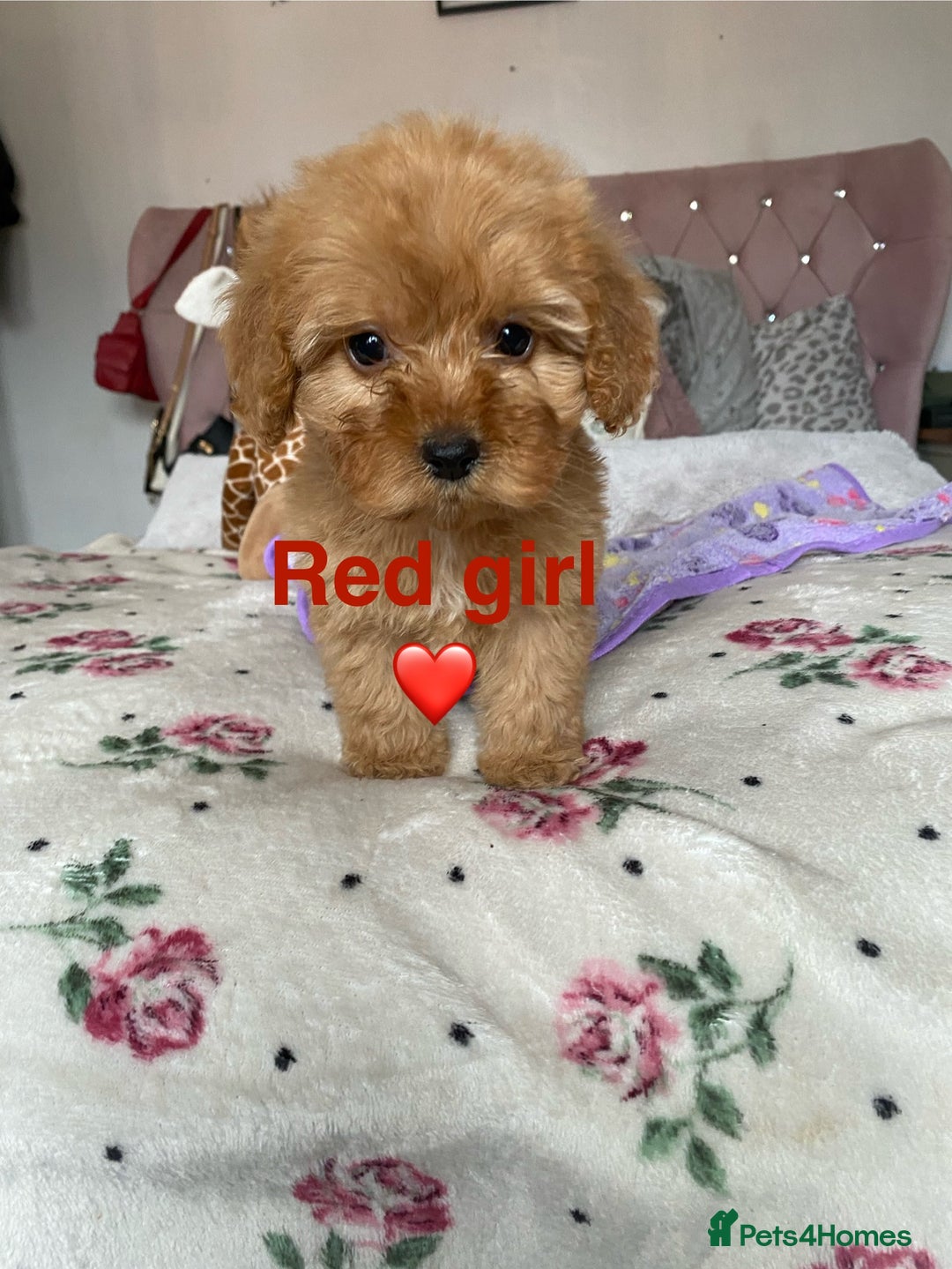 Cockapoo dogs for sale: Cockapoo puppies 💜 - Advert 8