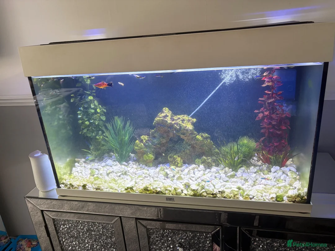 Live Bearers fish for sale: Fish tank for sale with fish - Advert 5