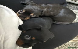 Mixed Breed dogs for sale: French bulldog X dauschaund - Image 20
