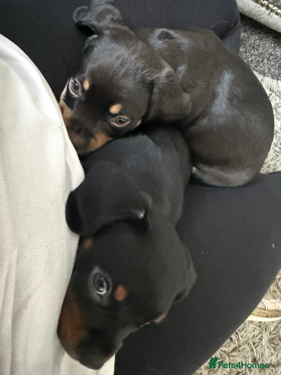 Mixed Breed dogs for sale: French bulldog X dauschaund - Image 20