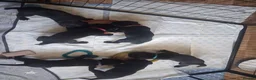 Labrador Retriever dogs for sale: Beautiful Working Black Labrador Puppies For Sale in Chesterfield - Advert 4