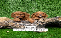 Cavapoo dogs for sale: TOY F1 RED CAVAPOOS extensivly dna clear. - Image 13