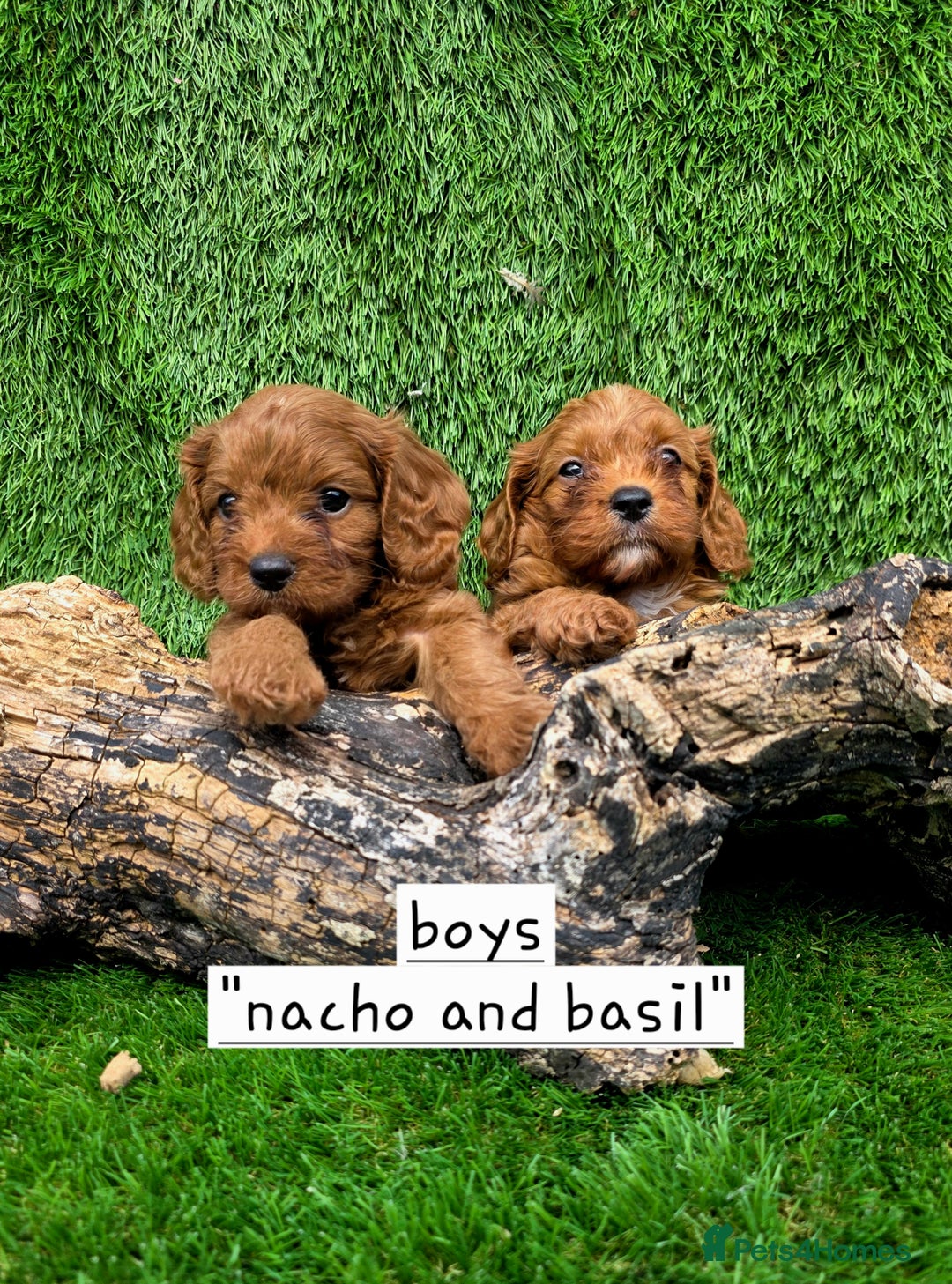 Cavapoo dogs for sale: TOY F1 RED CAVAPOOS extensivly dna clear. - Image 13