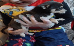 Chihuahua dogs for sale: 3 beautiful chihuahua puppies - Image 1