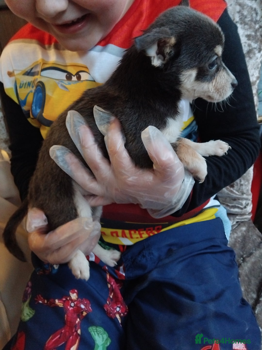 Chihuahua dogs for sale: 3 beautiful chihuahua puppies - Image 1