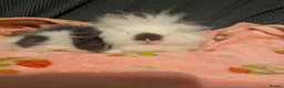 Lionhead rabbits for sale: Baby lionhead rabbits  - Advert 2