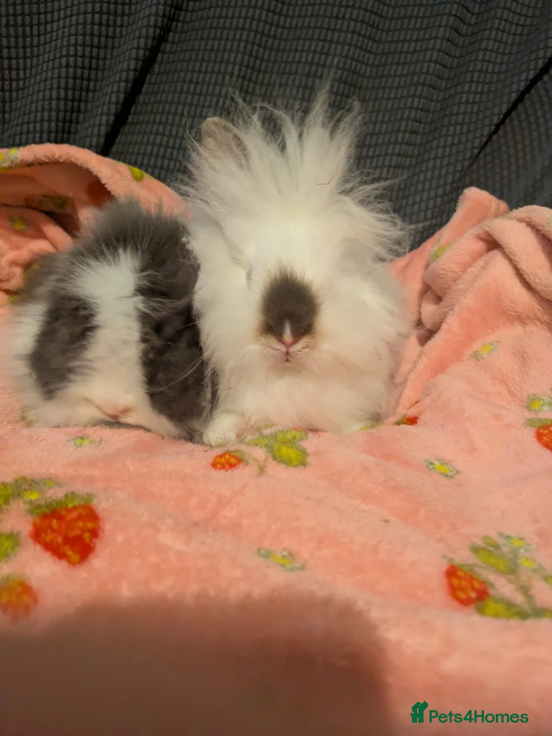 Lionhead rabbits for sale: Baby lionhead rabbits  - Advert 2
