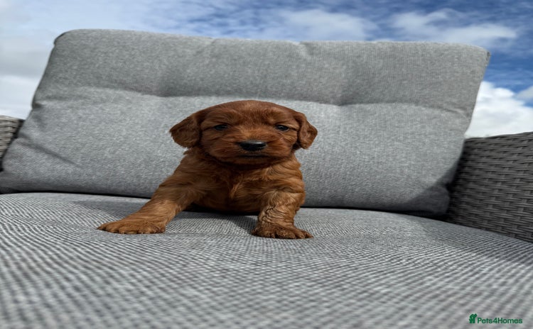 Cockapoo dogs - Advert 9