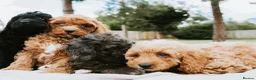 Cavapoo dogs for sale: F1 Miniature Cavapoo Puppies For Sale  in Sittingbourne - Advert 8