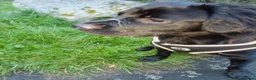 Springador dogs for sale: 8 month old springador Oreo  in Bolton - Advert 11