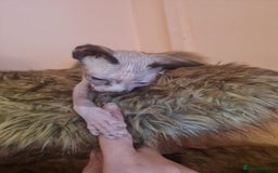 Sphynx cats for sale: Sphynx girl kitten for sale - Image 5