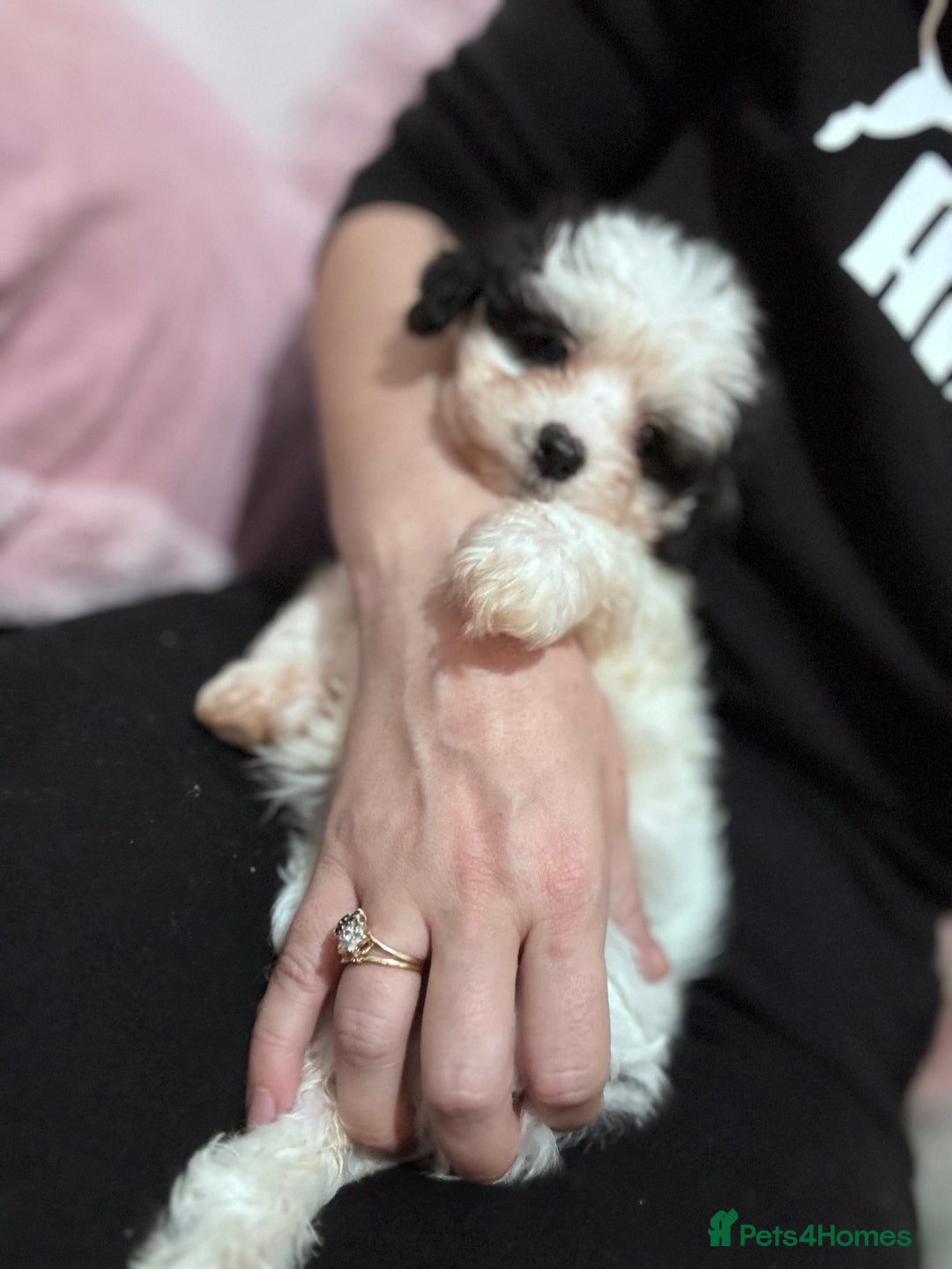 Bichon Frise dogs for sale: Adorable Puppies Ready for Their Forever Homes  - Image 12