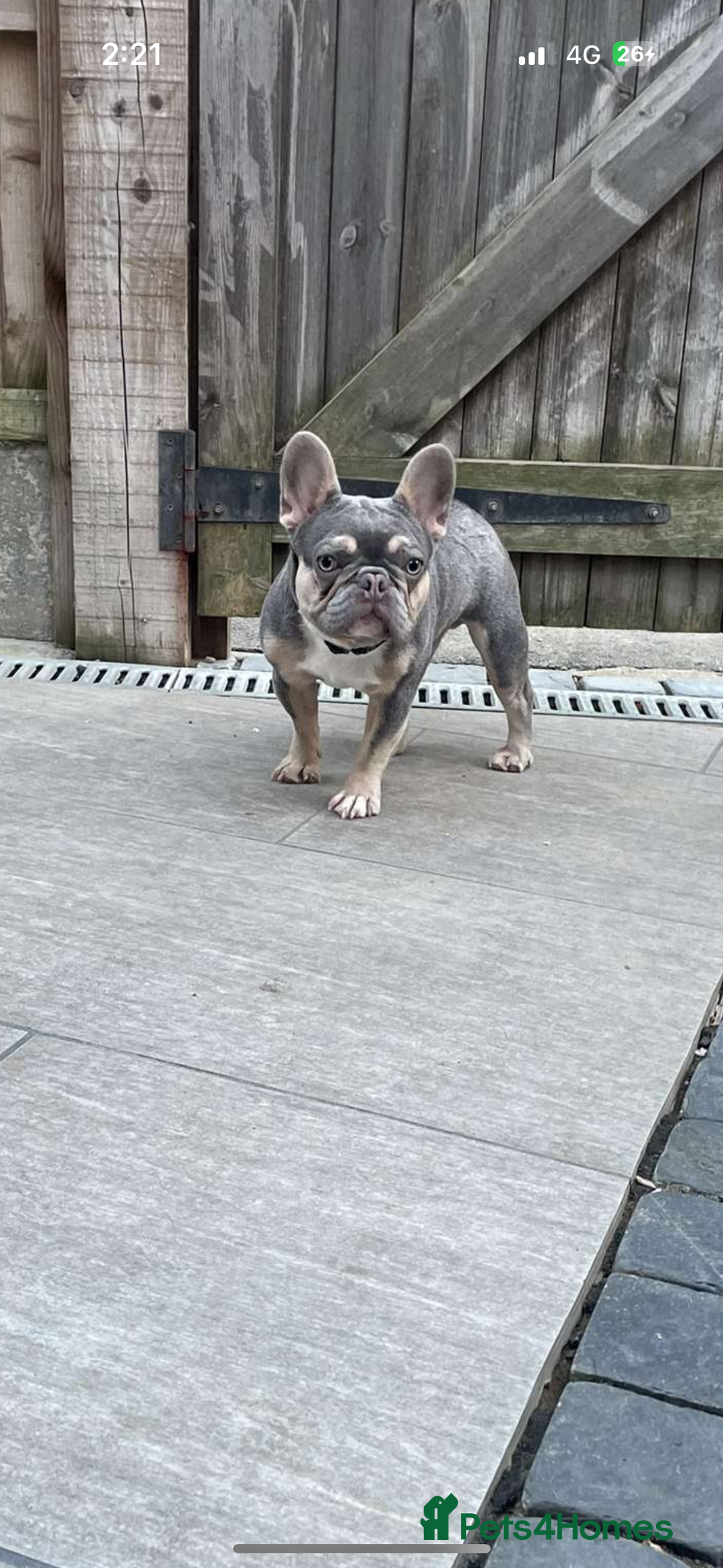 French Bulldog dogs for sale: Micro Frenchie Puppies – KC Registered - Image 37