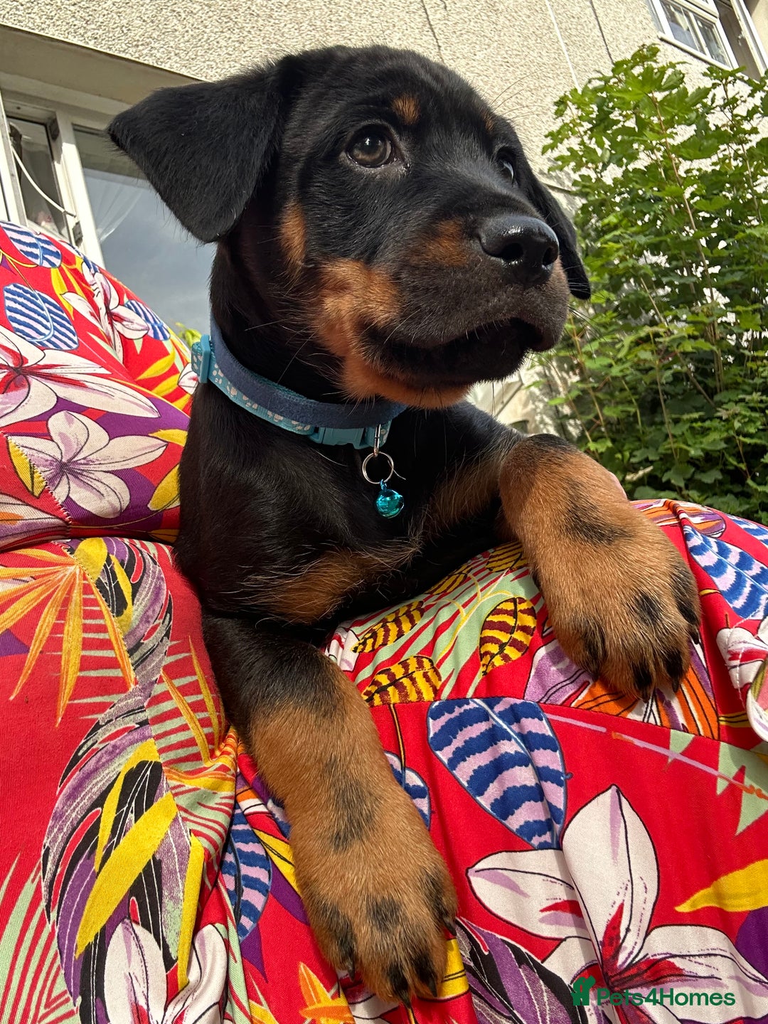 Rottweiler dogs for sale: Healthy Rottweiler puppies ready now  - Image 9