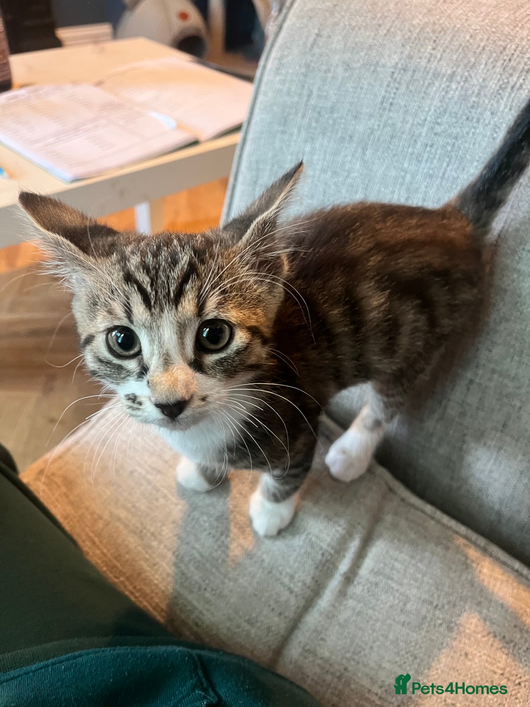Mixed Breed cats for sale: Male white tabby available for rehoming - Image 2