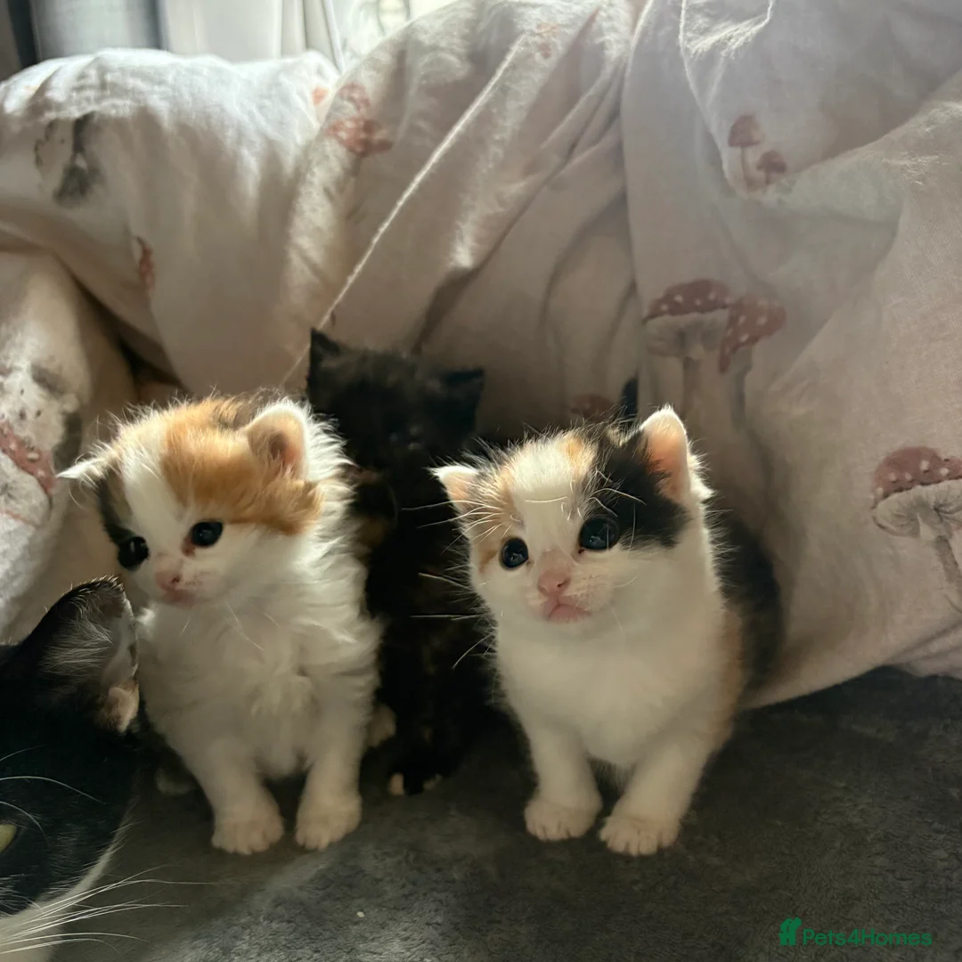 Mixed Breed cats for sale: Beautiful girls for a sale  - Advert 4