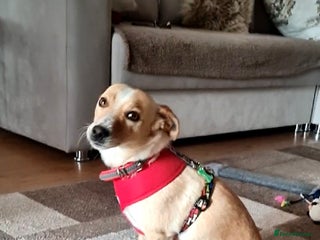 Mixed Breed dogs - Advert 12