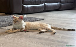 Bengal cats for sale: Tica Registered Pedigree Snow Bengal kittens  - Image 5