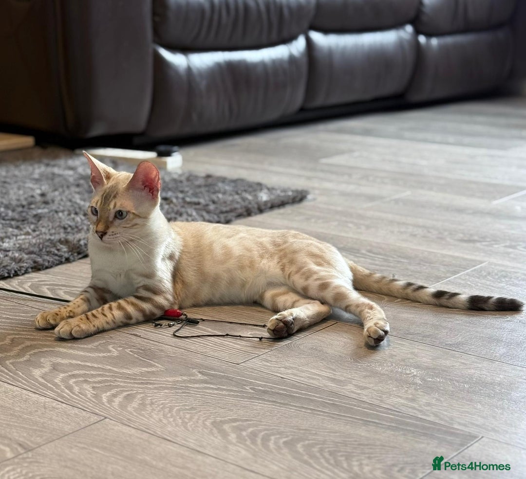 Bengal cats for sale: Tica Registered Pedigree Snow Bengal kittens  - Image 5