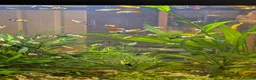 Live Bearers fish for sale: Guppies and Mollies - Advert 2