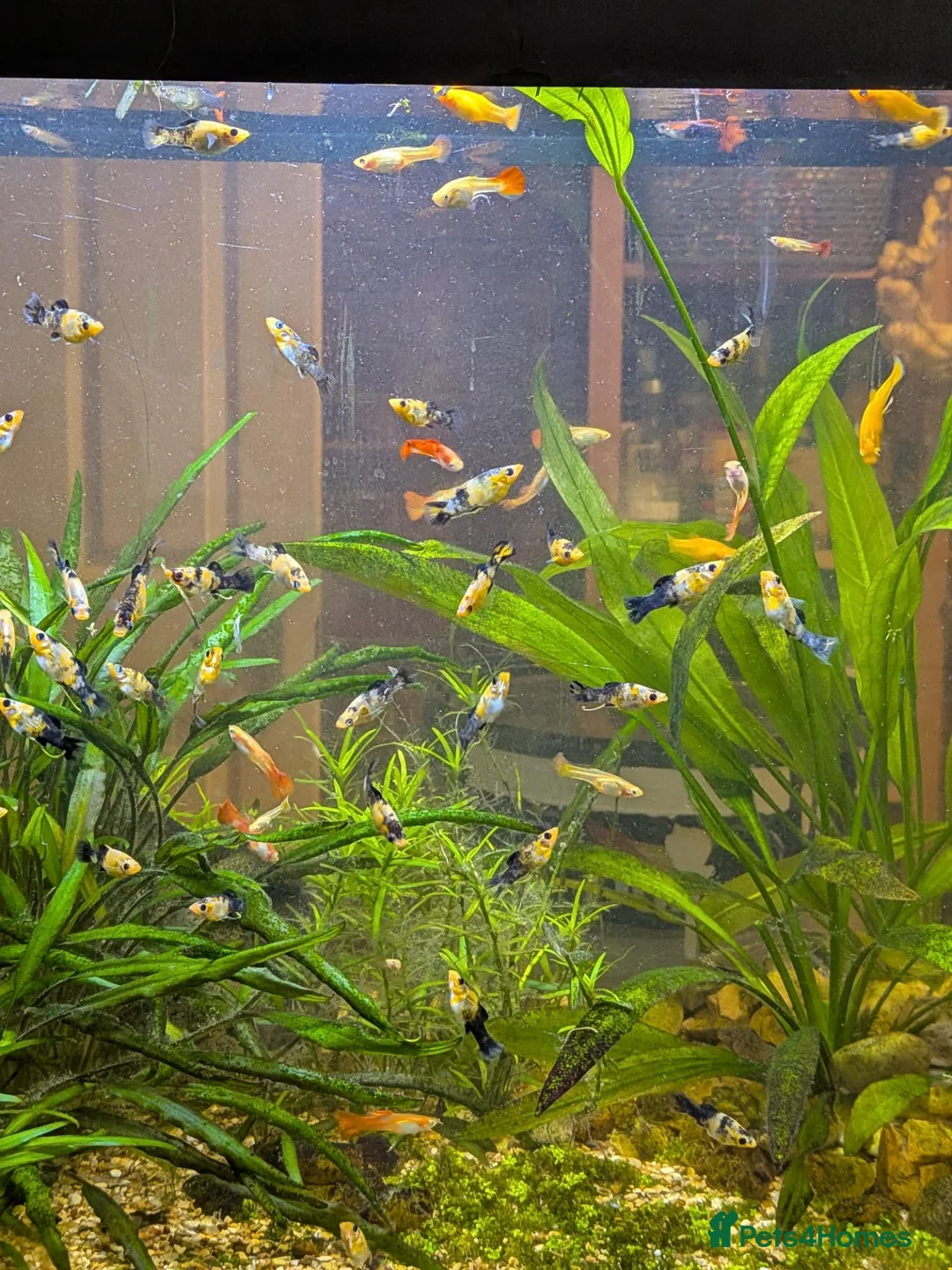 Live Bearers fish for sale: Guppies and Mollies - Advert 2