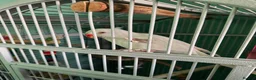 Ringnecks birds for sale: White ringneck hand reared tame  - Advert 3