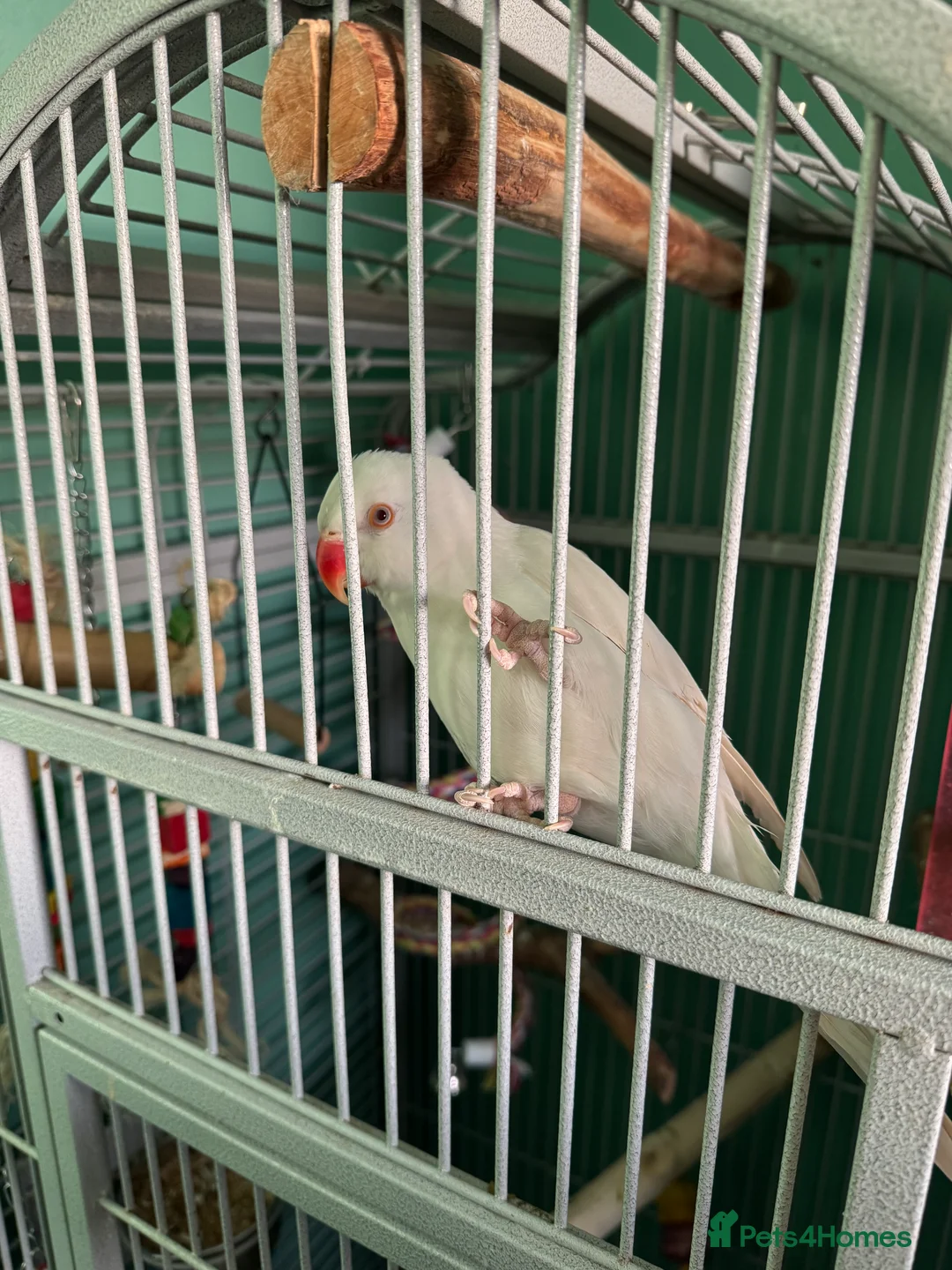 Ringnecks birds for sale: White ringneck hand reared tame  - Advert 3
