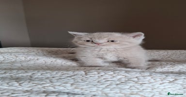 British Shorthair cats in Swadlincote - Advert 14