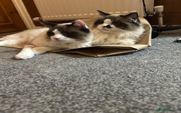 Ragdoll cats for sale: 2 brother ragdolls  - Image 4