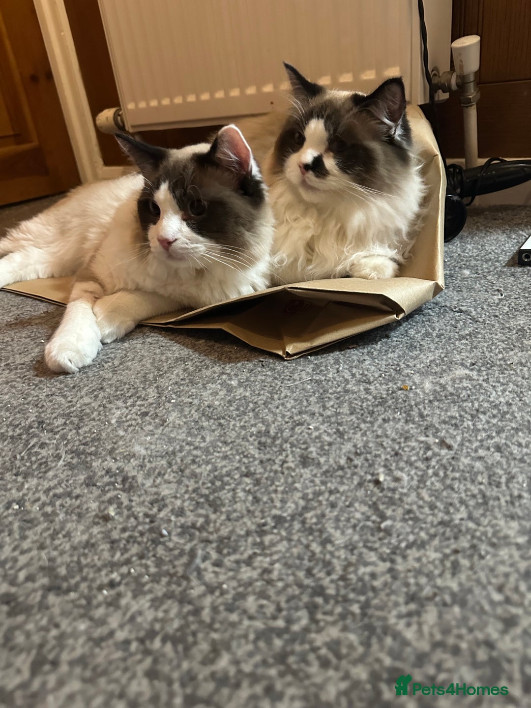 Ragdoll cats for sale: 2 brother ragdolls  - Image 4