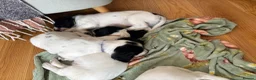 Cocker Spaniel dogs for sale: Working cocker spaniel puppies, Penylan, Cardiff  - Advert 19